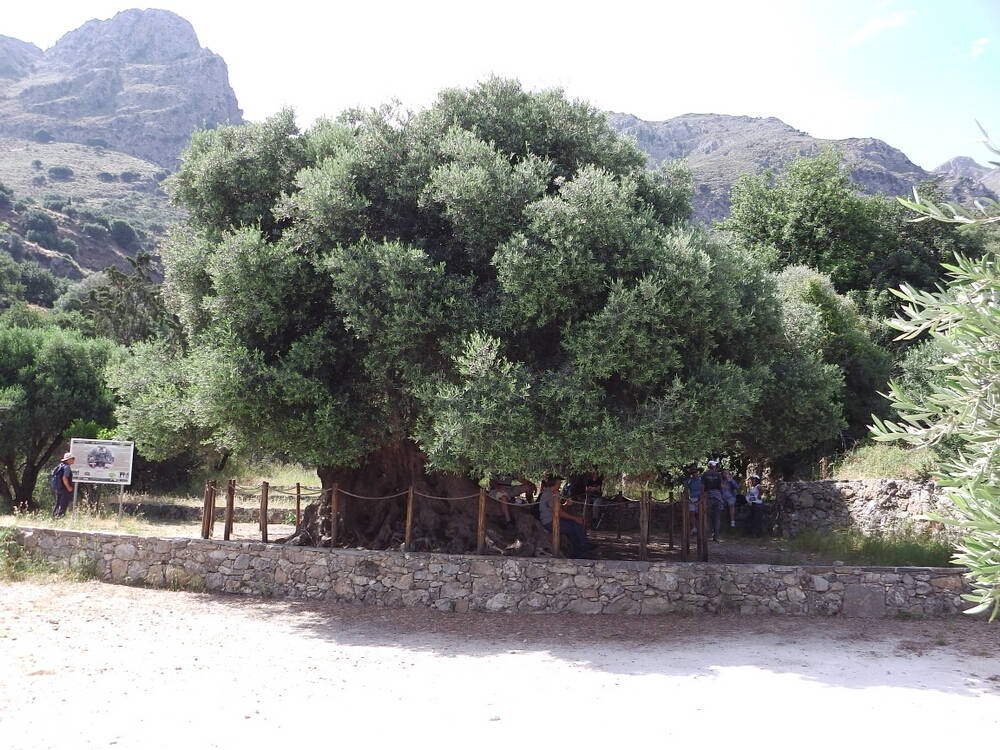 The oldest ancient olive tree